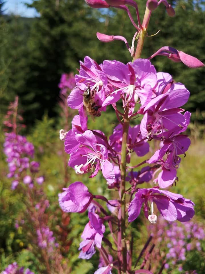 Floare de zburătoare, aproape